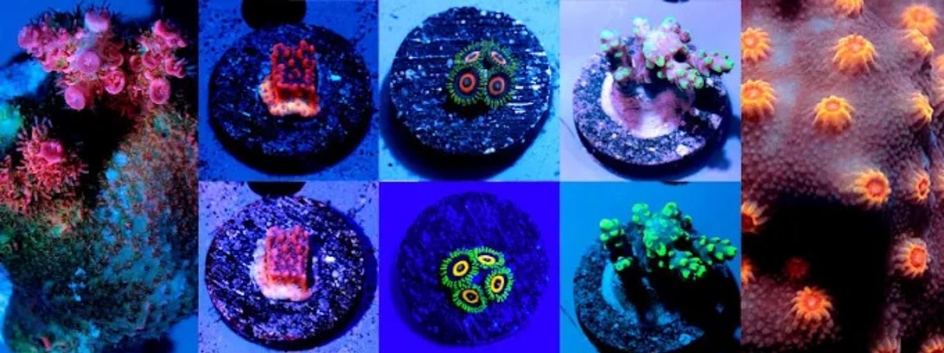Photographies de boutures de coraux sous lumière naturelle et sous lumière bleu pour montrer leur fluorescence